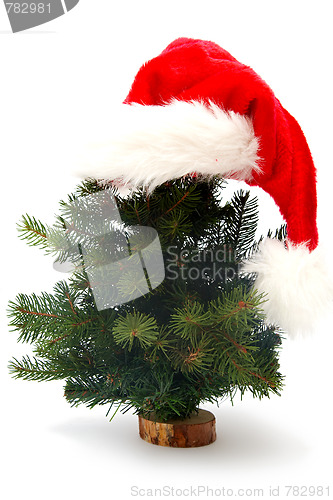 Image of Christmas tree