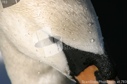 Image of Swan