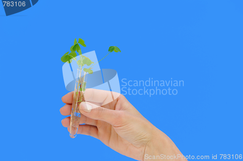 Image of Hand holding tube with fresh  sorel (oxalis)