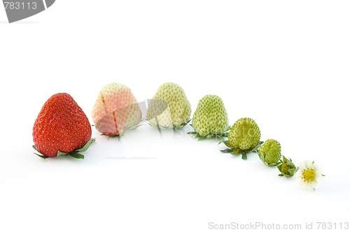 Image of Strawberry growth isolated on white