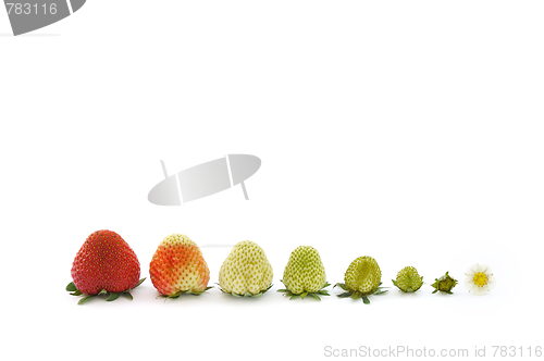 Image of Strawberry growth isolated on white