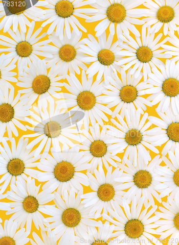 Image of Fresh daisies over yellow background