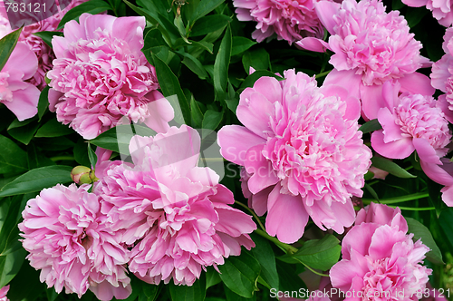 Image of Bouquet of fresh pink peonies