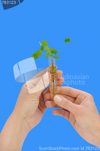 Image of Hands holding tube with fresh  sorel (oxalis)