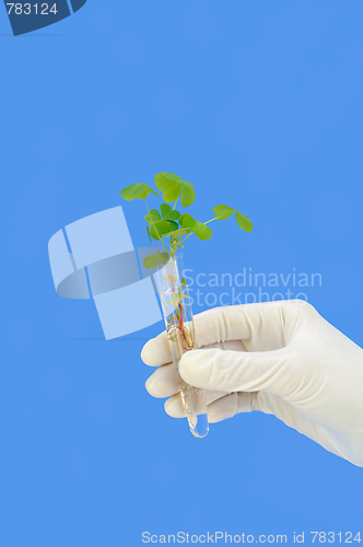 Image of Hand holding tube with fresh  sorel (oxalis)