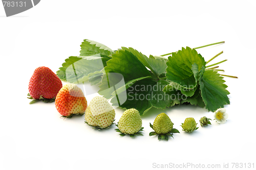 Image of Strawberry growth isolated on white