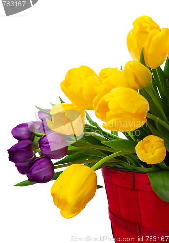 Image of Spring Tulips