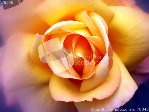 Image of yellow rose