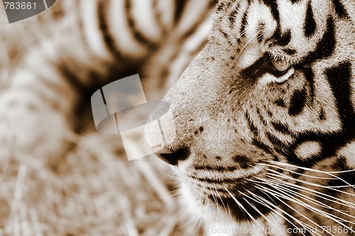 Image of Tiger