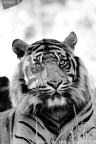 Image of Tiger