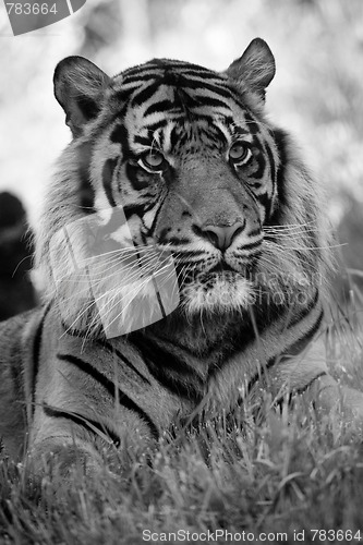 Image of Tiger