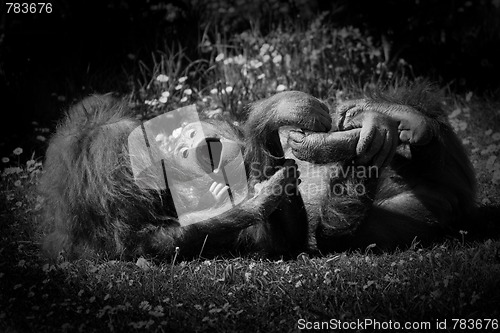 Image of Orangutan at play