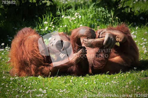 Image of 2 Orangutans at play