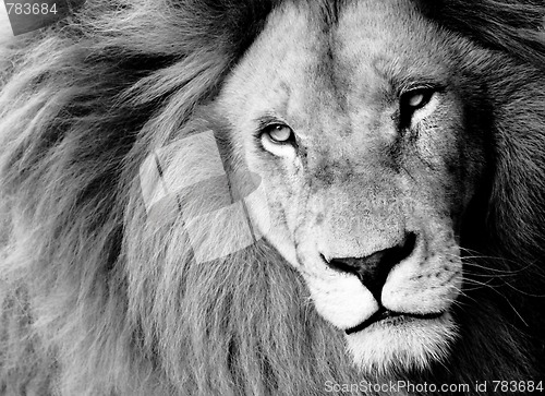 Image of Lion