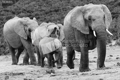 Image of Elephant herd
