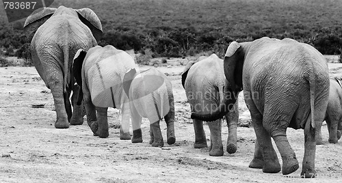 Image of Elephant herd