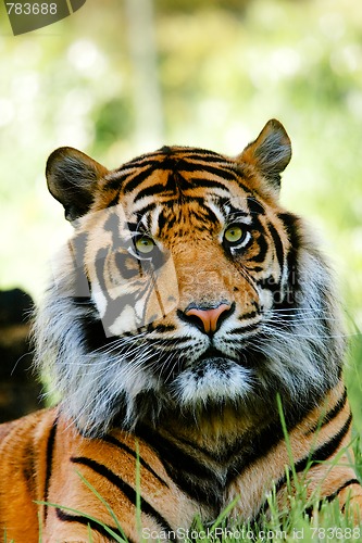 Image of Tiger