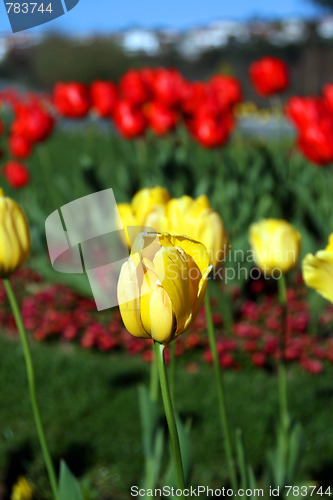 Image of beautiful tulips, beautiful flowers