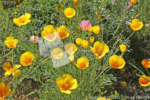 Image of beautiful tulips, beautiful flowers