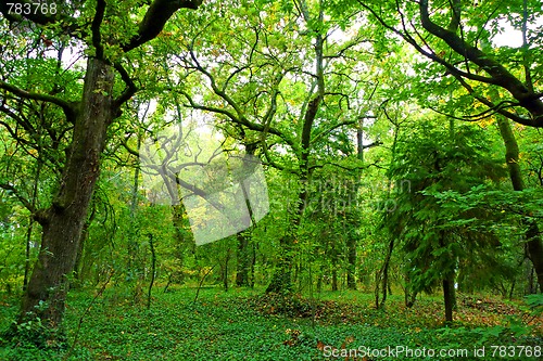 Image of Sunlight in a green and beautiful forest