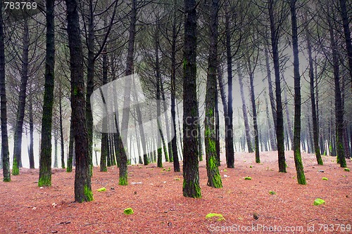 Image of Sunlight in a green and beautiful forest