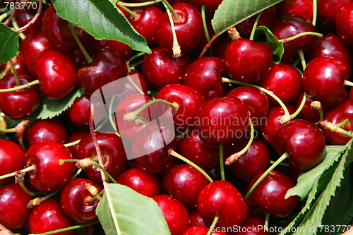 Image of beautiful and tasty cherries