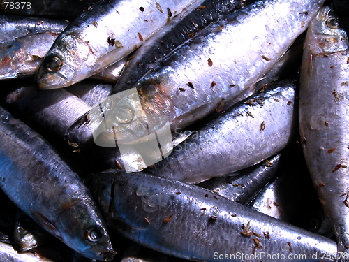 Image of sardines