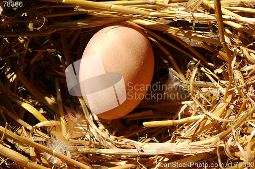 Image of Fresh egg