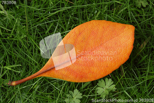Image of Orange leaf on green grass