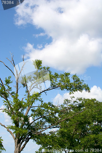 Image of Tree in the wasteland