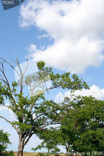 Image of Tree in the wasteland