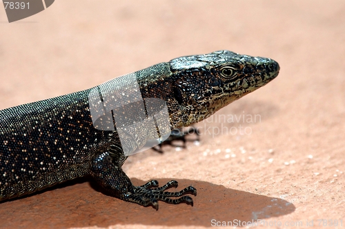 Image of the glance of the gecko