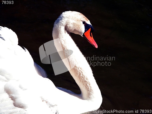 Image of swan in the water