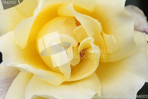 Image of White rose