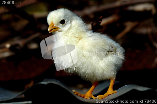 Image of Small chicken