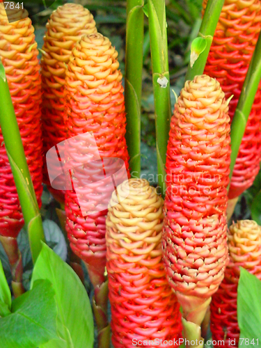 Image of Tropical Wax Flower