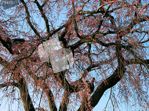 Image of Old cherry tree