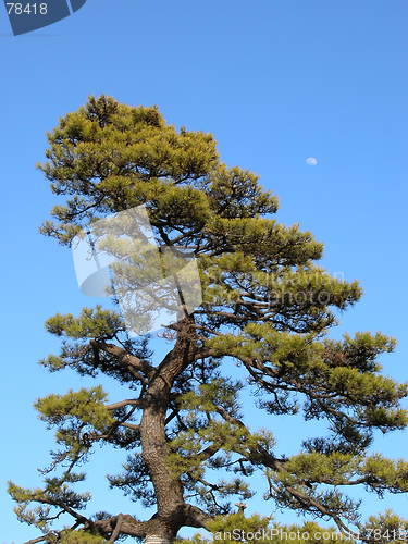 Image of Tree And Moon