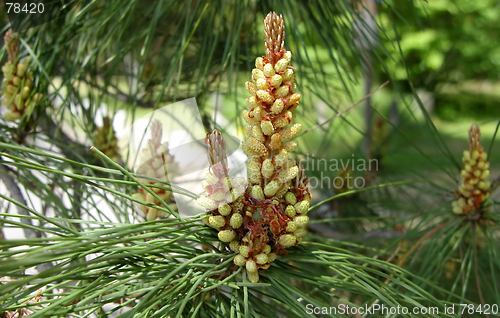 Image of Pine Cone