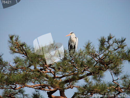 Image of Crane In Pine