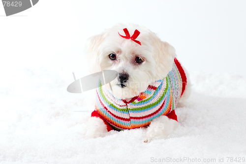 Image of Small White Dog in Winter Scene