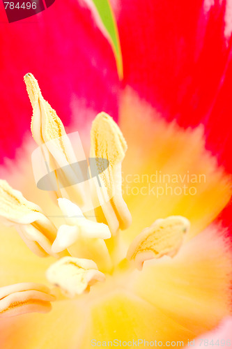 Image of tulip flower