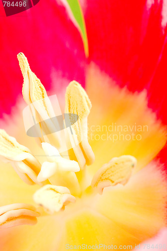Image of tulip flower