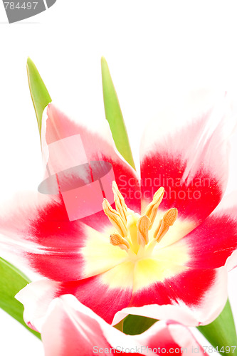 Image of pink tulip
