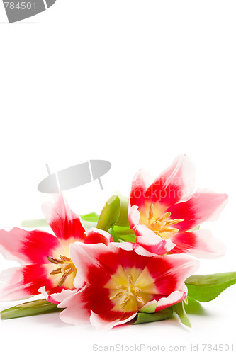 Image of three pink tulips