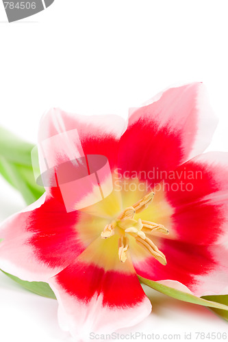 Image of pink tulip