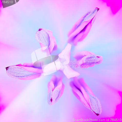 Image of purple flower