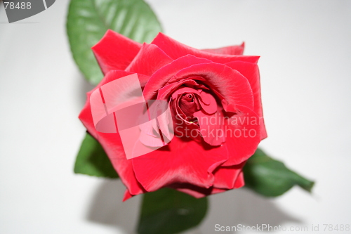 Image of Red rose