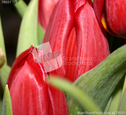 Image of tulip