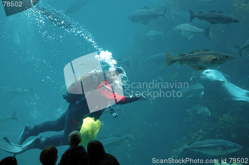 Image of Diver going to feed fish